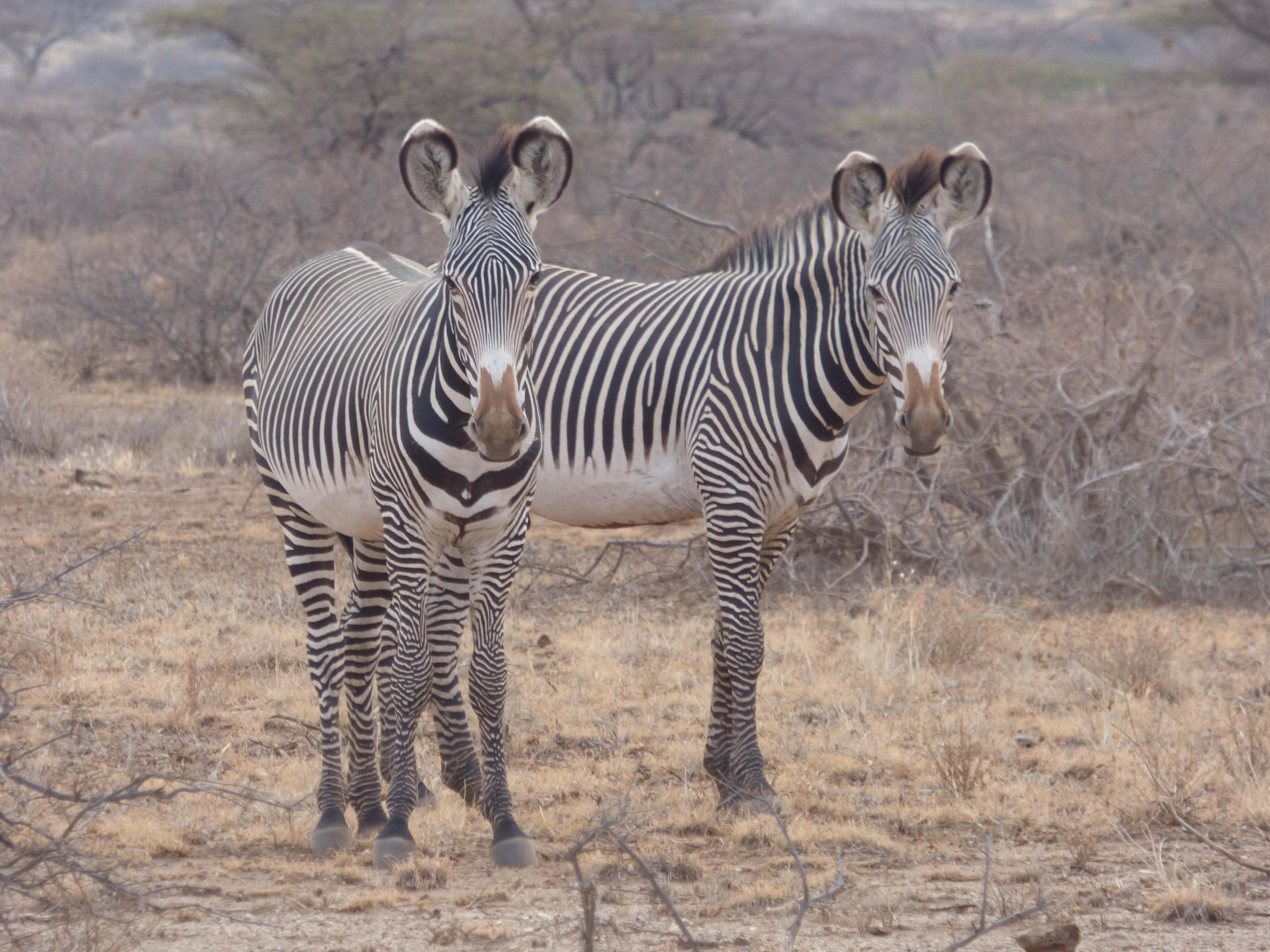 Ngorongoro Crater